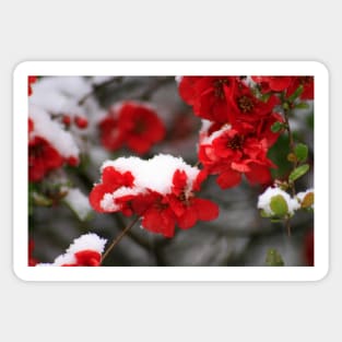 Snowy quince Sticker